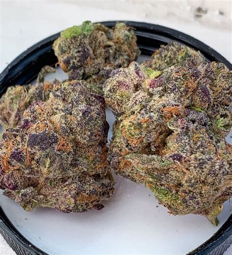 purple gucci strain|gucci og strain reviews.